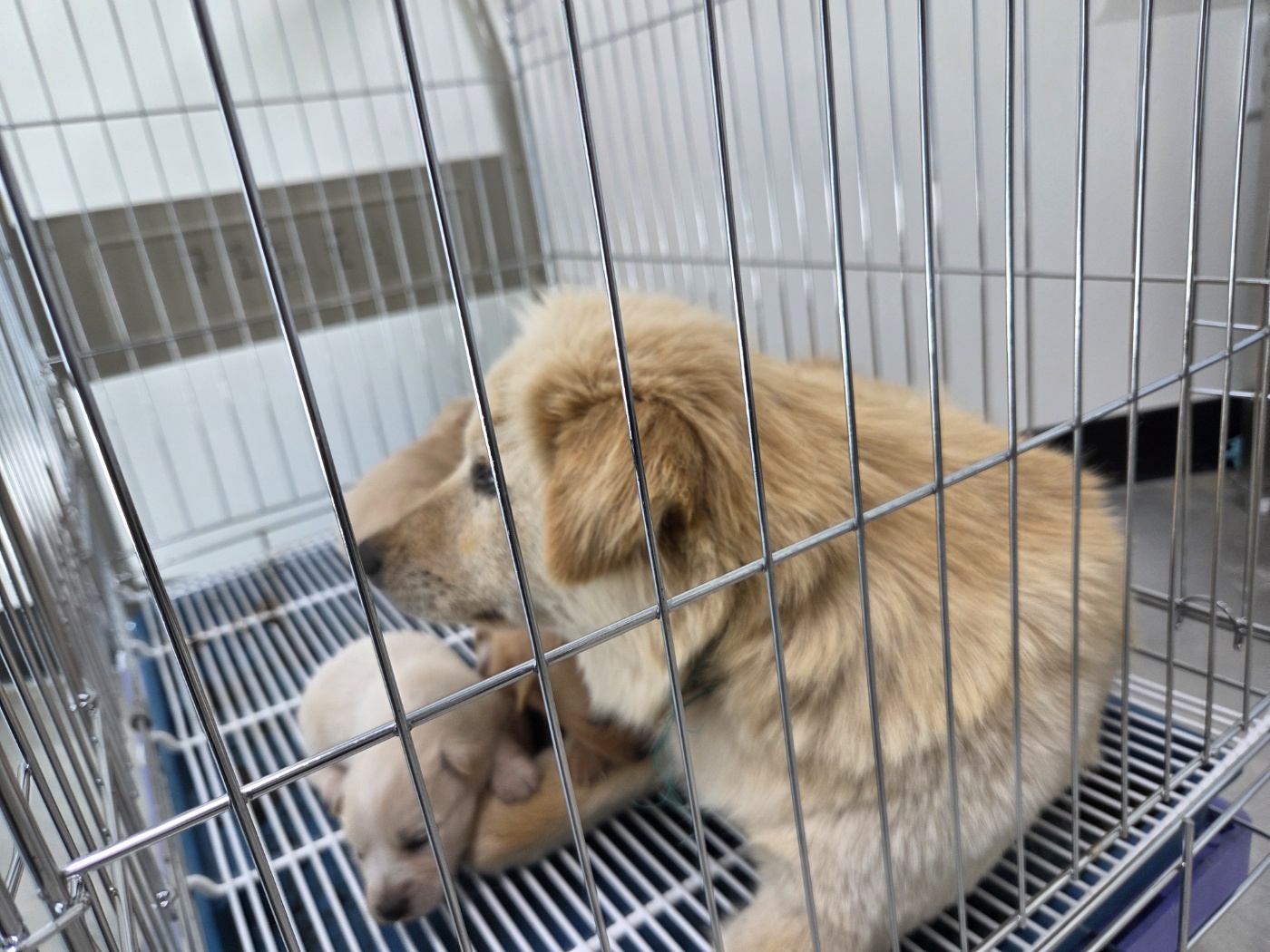 고양시동물보호센터_441394202500838